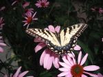 Butterfly On Cornflower